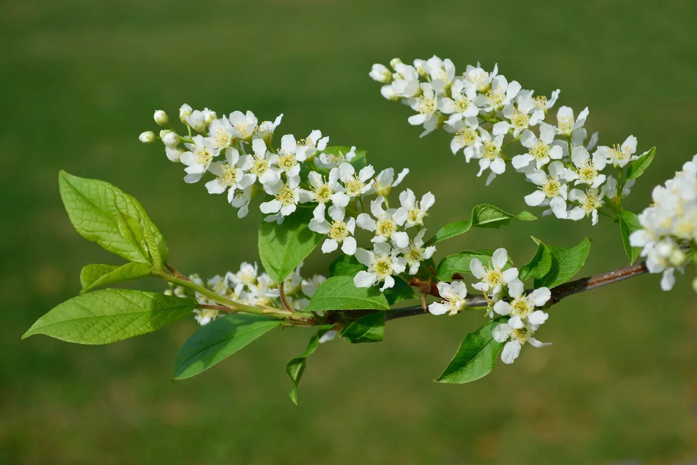 Черемуха черемуха. Как выглядит черемуха. Белая черемуха дерево. Черемуха. Черёмуха максимовича.