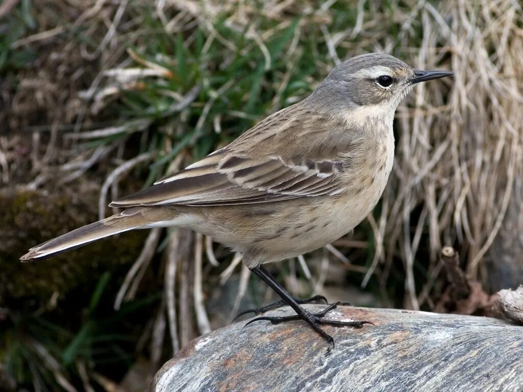 16 коробка серая птица. Трясогузковые (Motacillidae). Отряд Воробьинообразные трясогузка. Трясогузка Дрозд. , Горный конек Баргузинский.