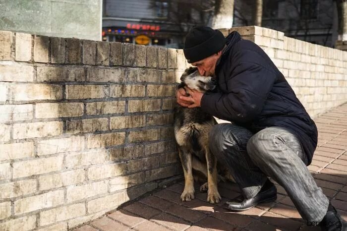 бездомные собаки. где бездомные собаки. где бездомные собаки. где бездомные собаки. где бездомные собаки.