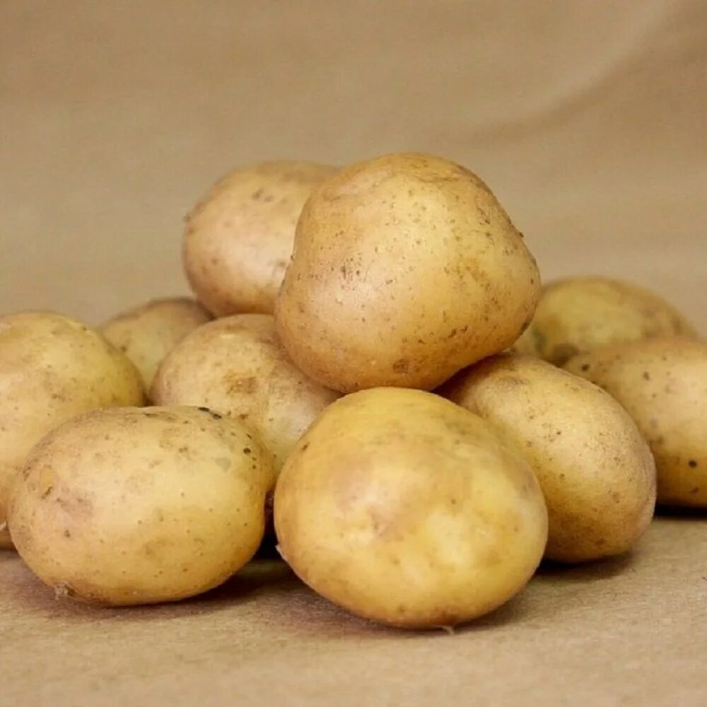 Какие семена картошки. Семенной картофель. Сорт Гала. Сорт картофеля Коломбо. Сорт картофеля Сарма.