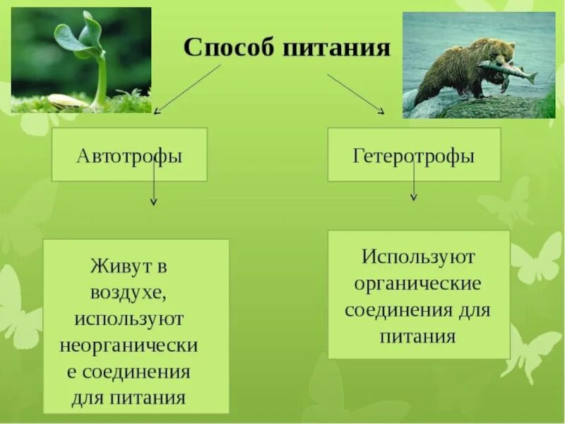 Автотрофный Тип питания и гетеротрофный Тип питания. Автотрофы и гетеротрофы. Виды питания Автотрофное гетеротрофное. Типы питания автотрофы.