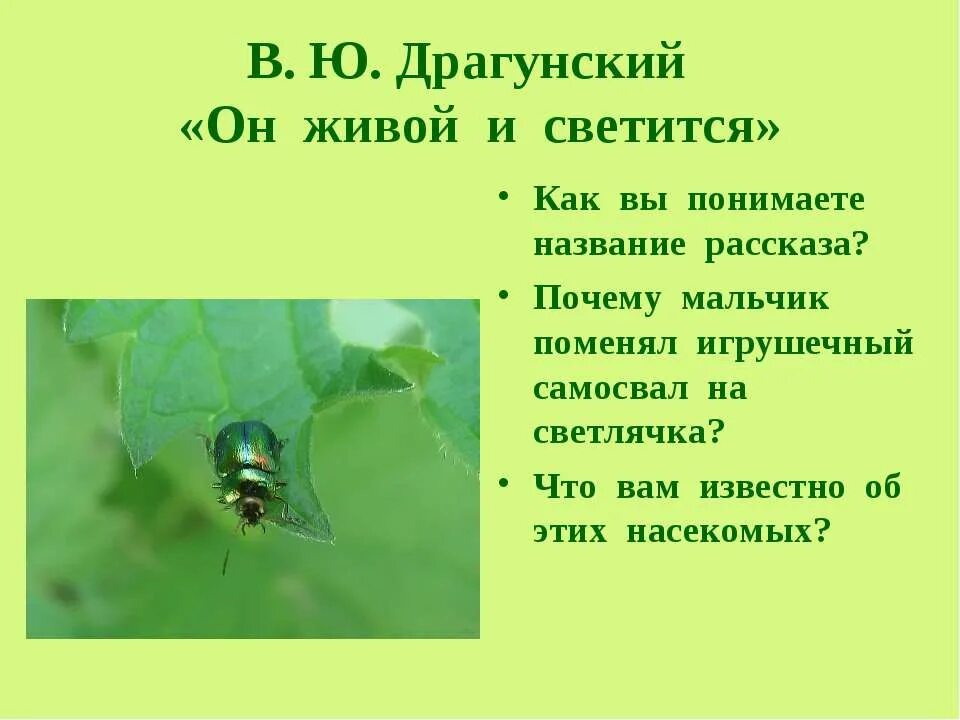 Он живой и светится план. Рассказ он живой и светится. Он живой и светится вопросы по рассказу. Рассказ рассказ он живой светится.