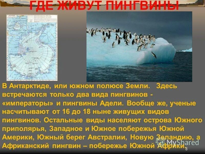 Южный полюс правда. Пингвины живут на Южном полюсе. Пингвины живут на Северном полюсе. Где живут пингвины Антарктида. Южный полюс Антарктида.