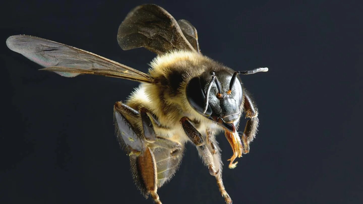 Being stung by a bee