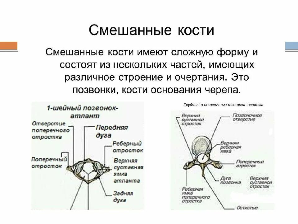 Какое строение имеют кости. Строение смешанной кости. Смешанные кости состав и строение. Смешанные кости примеры кости основания черепа. Строение смешанных костей человека.