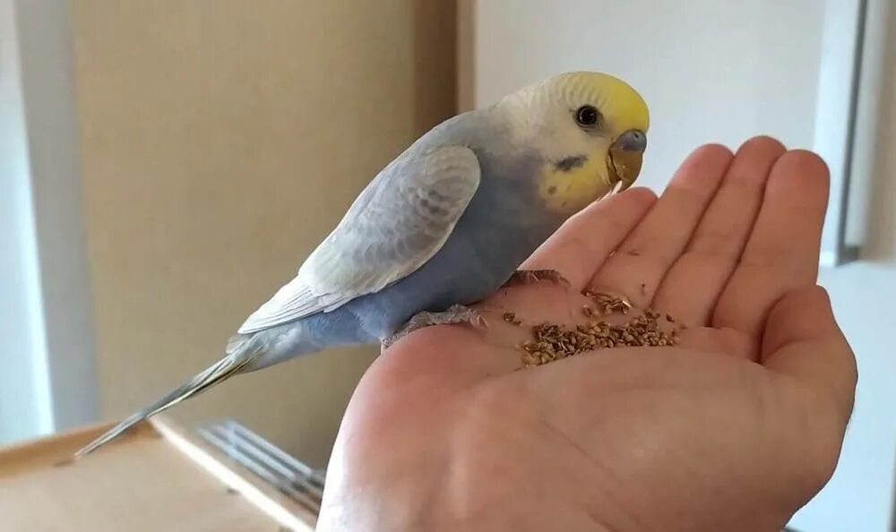 Ручной неразлучник. Как приучить попугайчика. Прирученные попугаи. Приручить волнистого попугая. Чирик волнистого попугая.