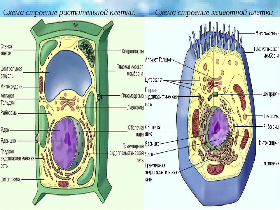 Структура растительной клетки 6 класс впр. Схема строения растительной клетки. Схема растительной и животной клетки. Строение растительной клетки структура клетки. Структура клетки растения схема.