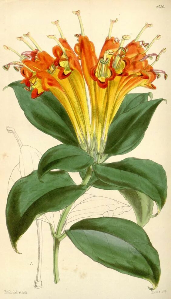 Эсхинантус Специозус. Эсхинантус великолепный. Эсхинантус оранжевый. Эсхинантус оранжевый цветок. Цветок труженик
