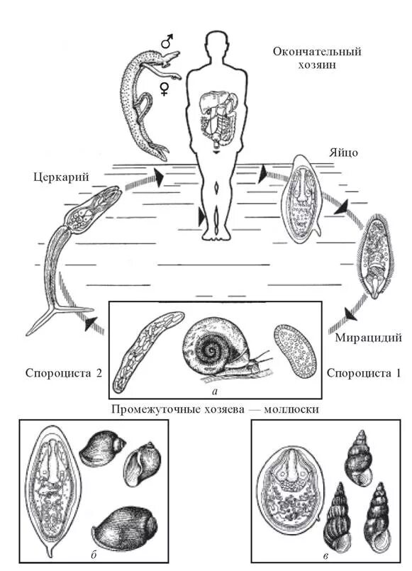 Жизненный цикл шистосомы схема. Цикл развития кровяной двуустки схема. Цикл развития кровяного сосальщика. Schistosoma haematobium жизненный цикл.