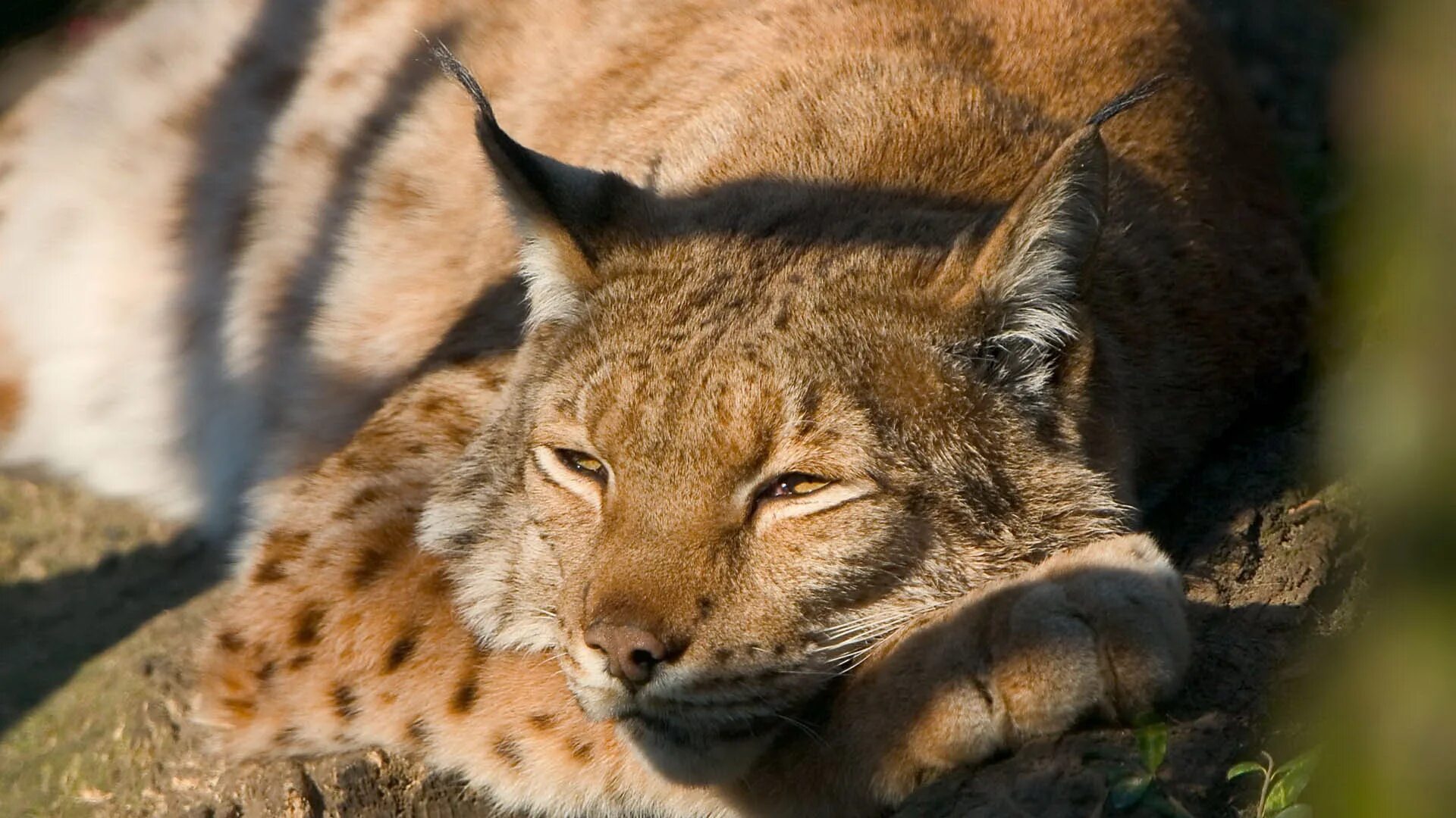 Хищные животные. Дикие звери. Хищные кошки. Хищники звери.