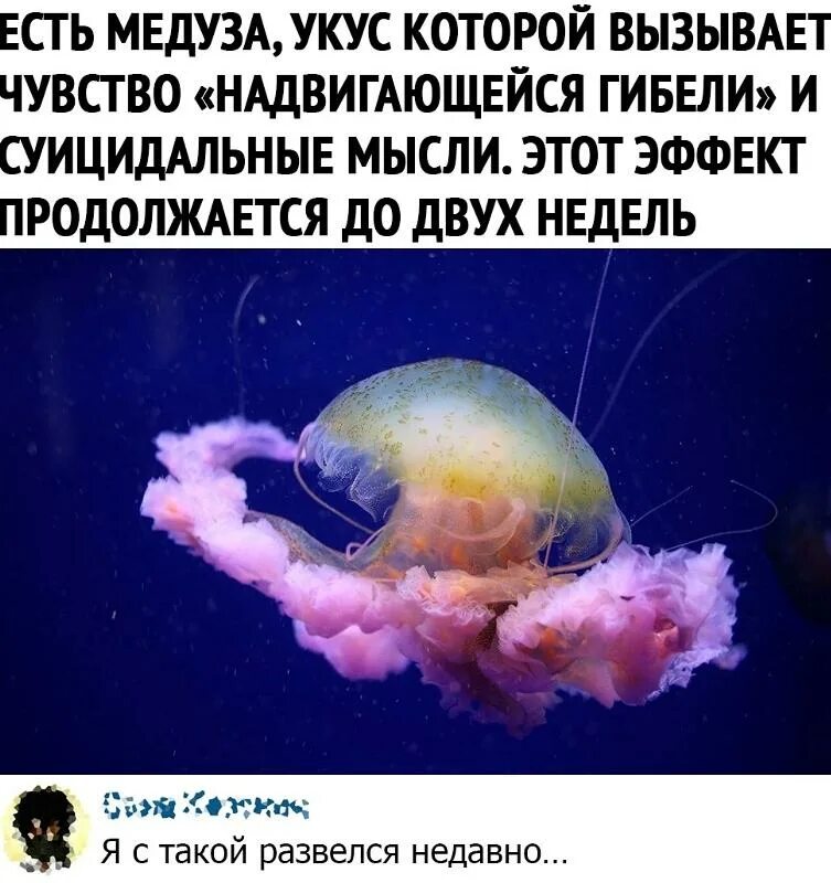 Песня своими карими глазами жалит как медуза