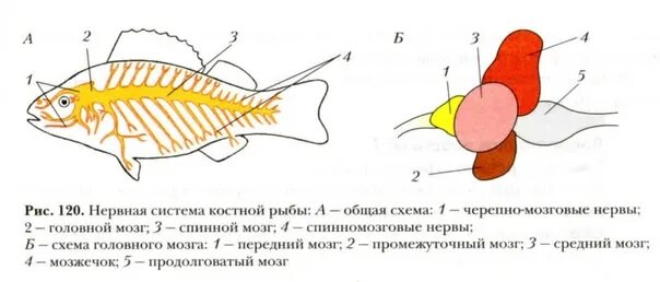 Какую функцию выполняет головной мозг речного окуня