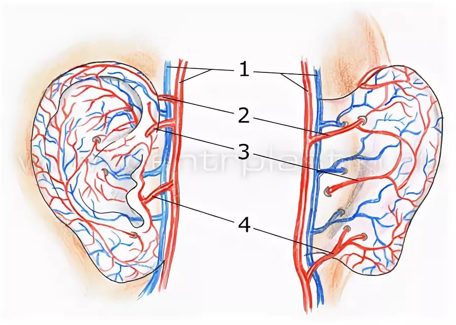 кровоснабжение внутреннего уха анатомия. источники кровоснабжения барабанной полости. анатомия наружного уха иннервация. кровоснабжение и иннервация наружного и среднего уха. кровоснабжение наружного уха анатомия.
