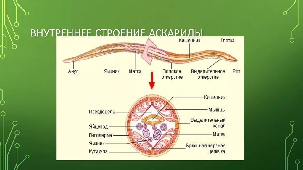 У круглых червей отсутствует. Строение круглого червя аскариды. Строение аскариды 7 класс биология. Человеческая аскарида нервная система 7 класс. Круглые черви аскарида строение.