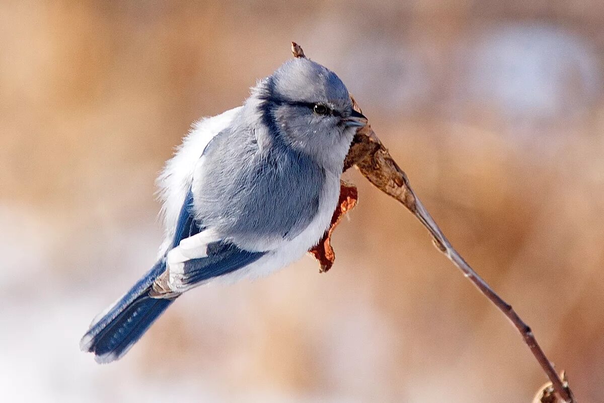 Птицы России. Птицы картинки. Птицы Сибири. Красивые птицы России. Birds in russia