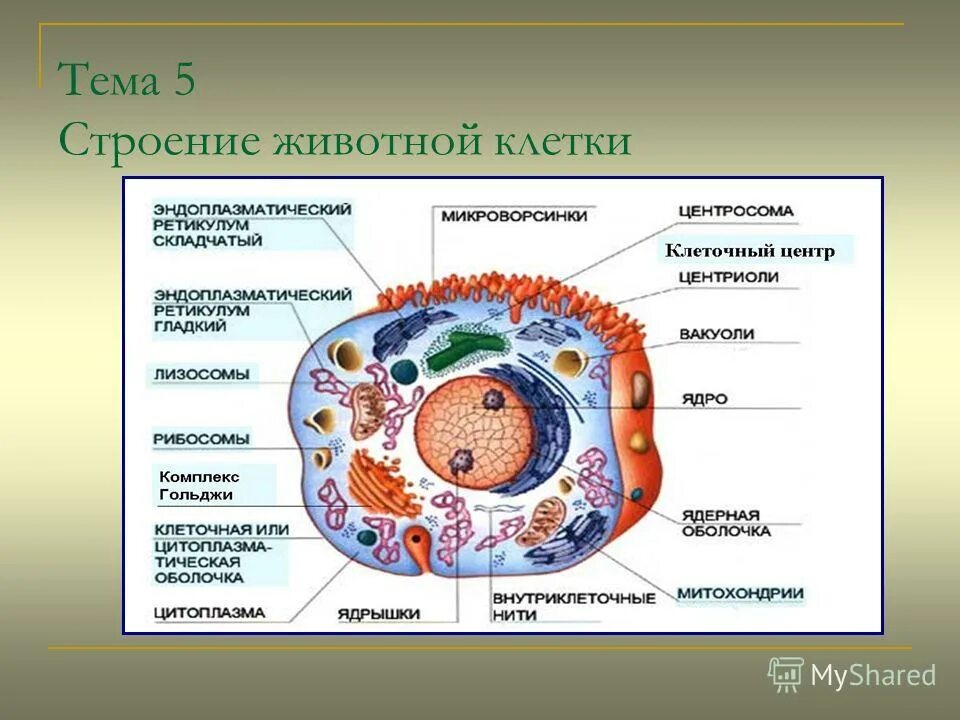 Составляющие любой клетки. Строение животной клетки функции органоидов клетки. Строение клетки и функции органоидов рисунок. Строение животной клетки строение органоидов. Строение клетки функции органоидов животной клетки анатомия.