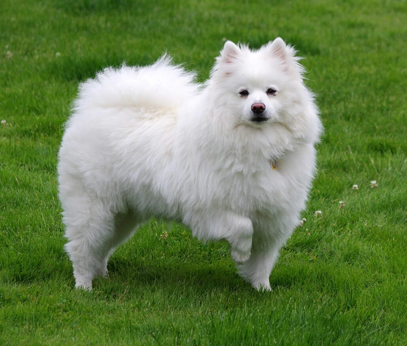 Dogs wiki. Dogs wiki. Порода собаки вики шоу. Собака вика. Бигль щенок.