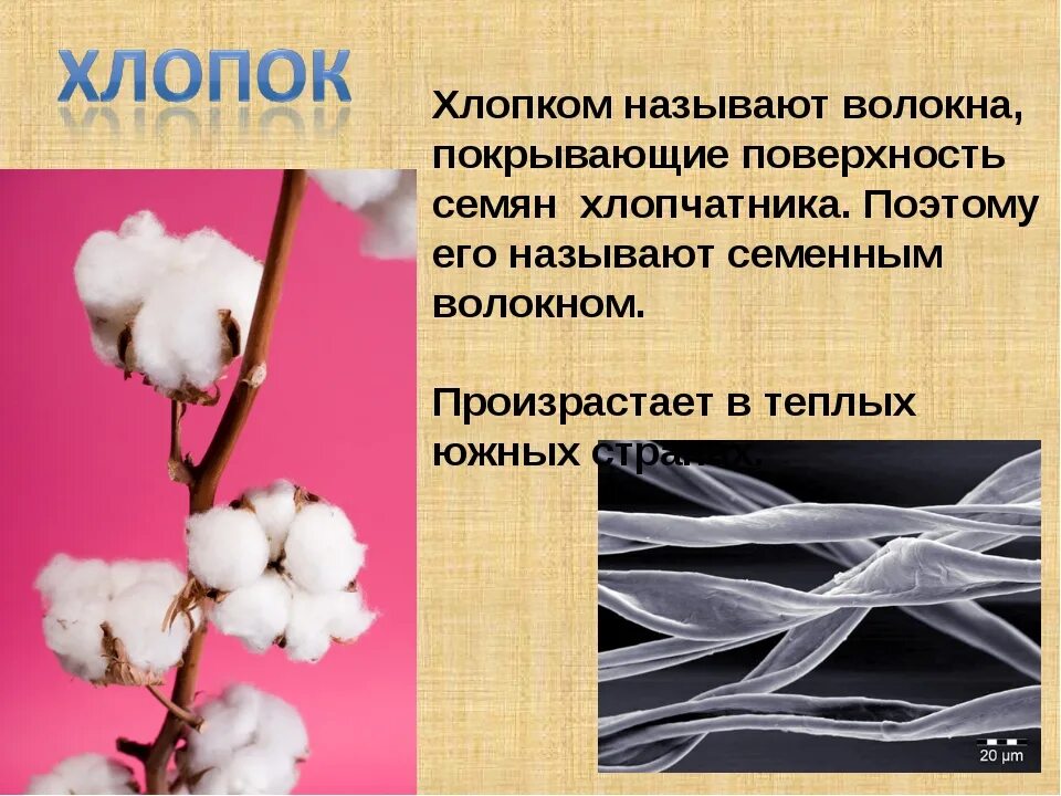 Назначение хлопка. Хлопчатобумажная ткань хлопок. Хлопчатобумажное волокно. Текстильное волокно хлопок. Хлопок волокно производство.