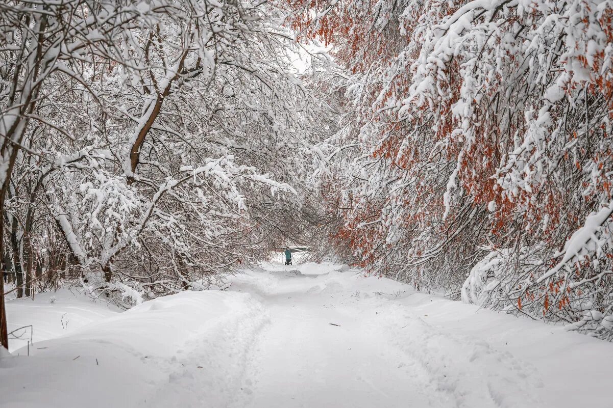 белым снегом запуржило замело
