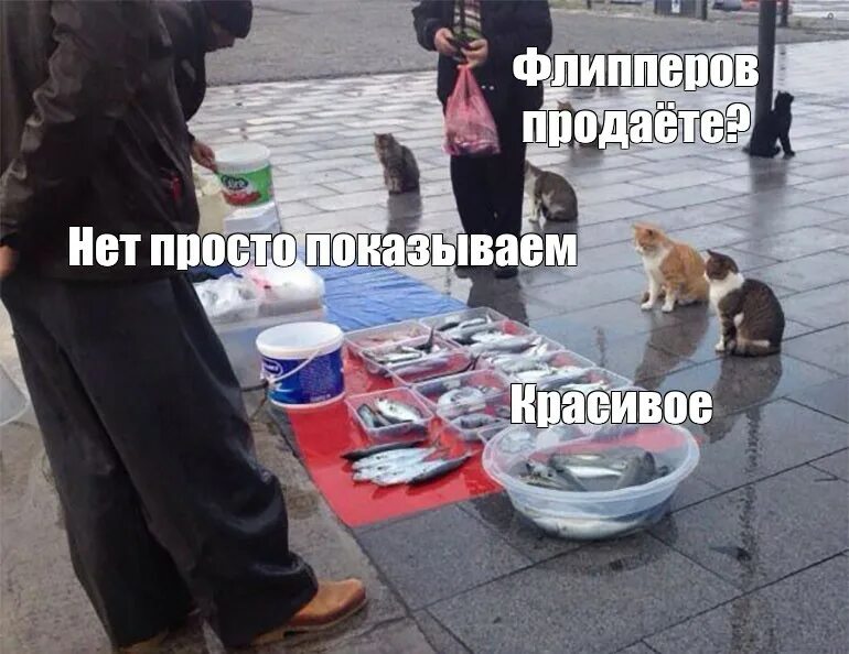 Продаете показываем красивое. Уличная кошка. Красивое кот Мем. Смешные коты из пинтереста.