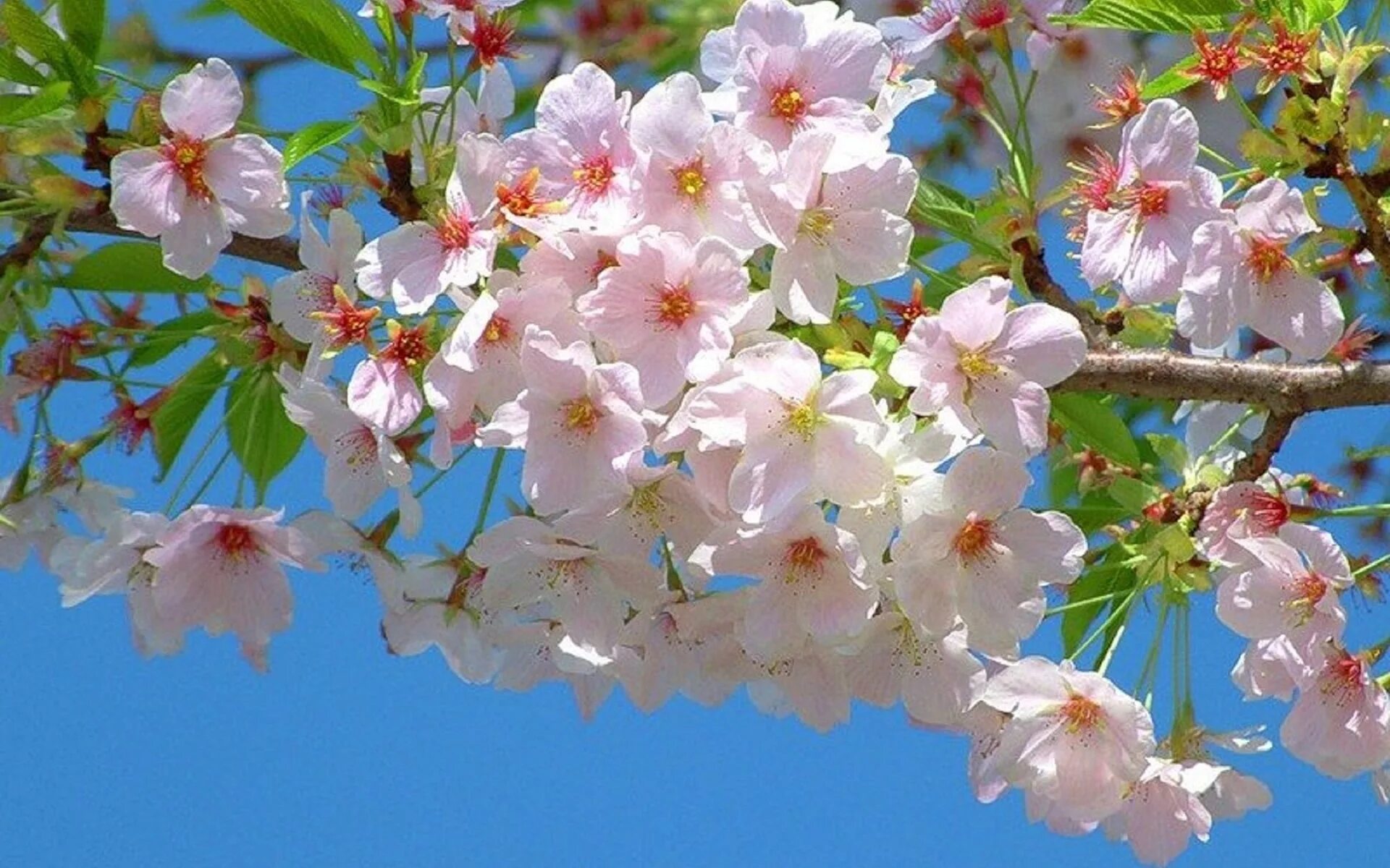 1 Mart Bahor. Яблоня Сибирская цветение. Яблоневый сад. Яблони в цвету. Май ярких цветов