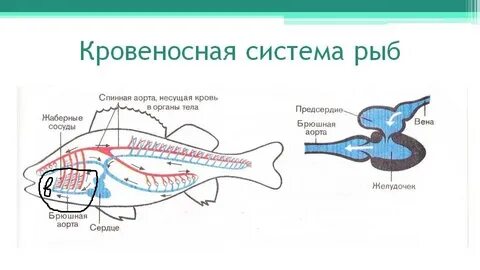 Окунь речной число кругов кровообращения строение сердца