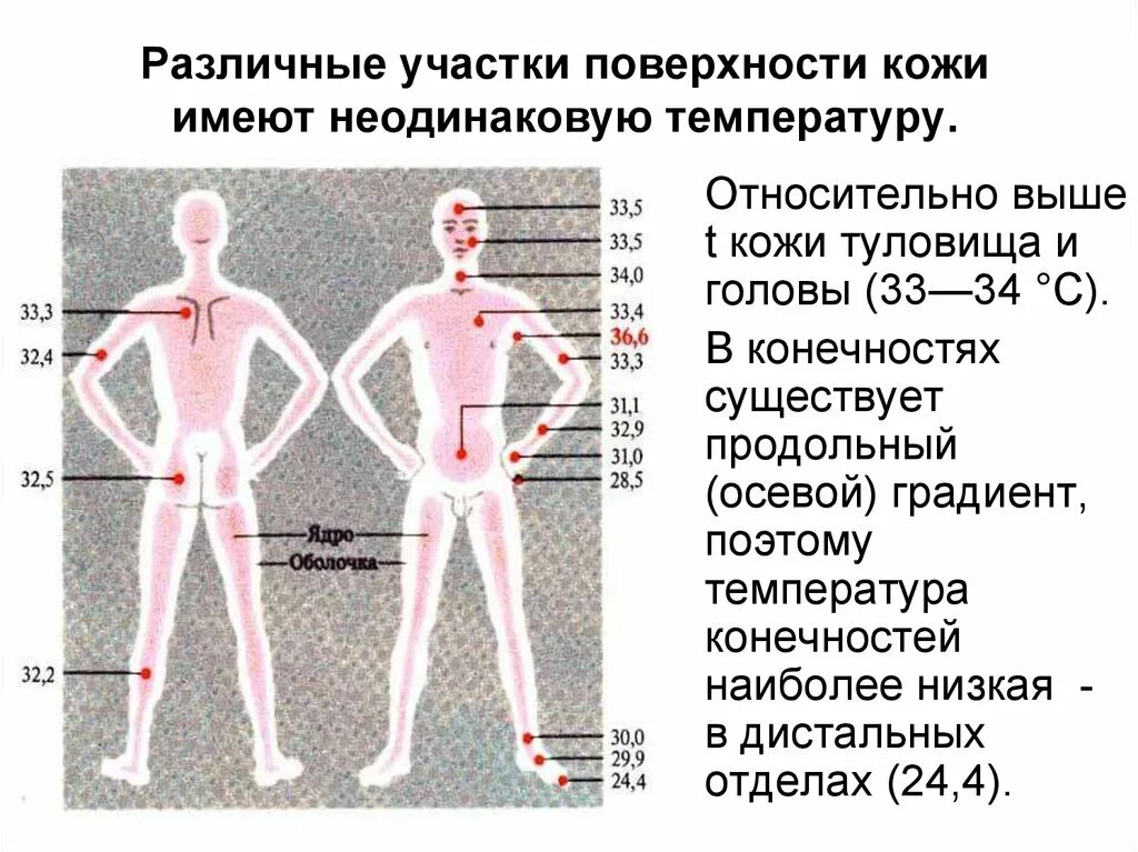 Температура поверхности кожи. Температура кожи разных участков тела человека. Температура кожных покровов человека. Температура в различных частях тела. Холодная кожа при температуре