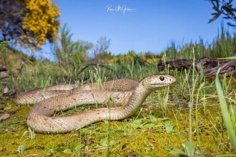 Коричневая змея. Змея коричневая в Луганской области. Wow бурая змейка. Дугит.