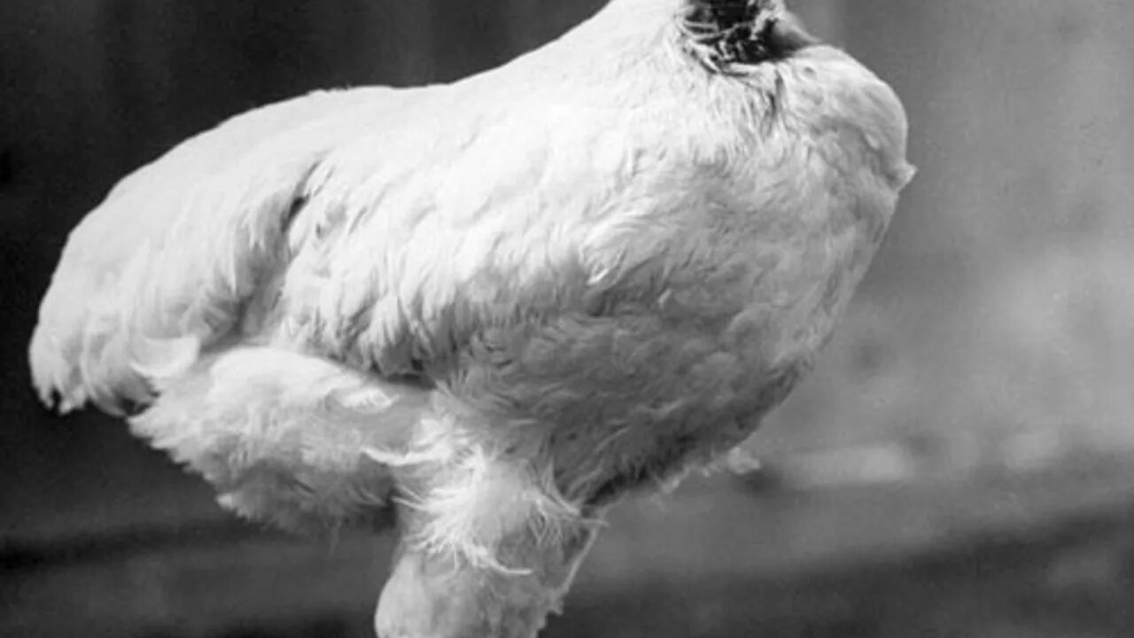 майк безголовый петух проживший. майк безголовый петух проживший. безголовый цыпленок майк. курица без головы прожила. петух майк прожил без головы 18 месяцев.