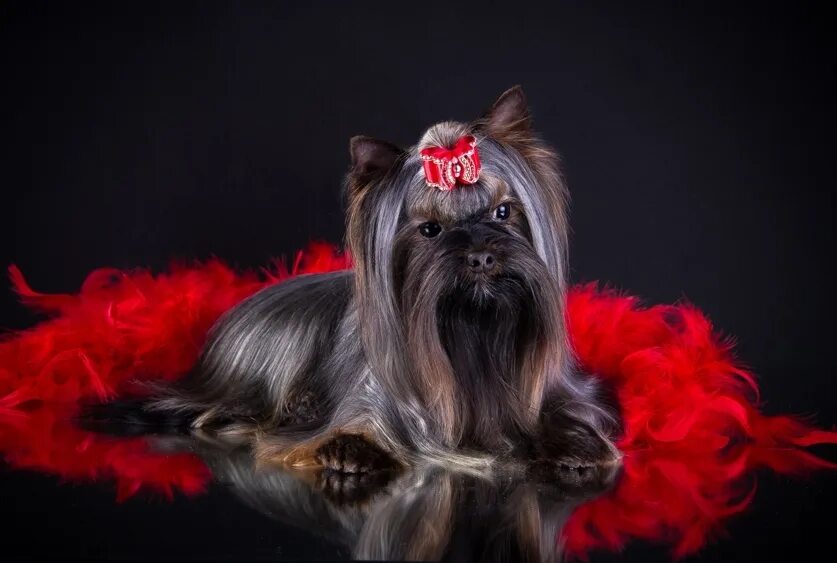 Питомник собак йоркширский терьер. Питомник йоркширских терьеров starry dream. Мини йоркширский терьер заводчики. Питомник йоркширских терьеров. Питомник нижний новгород йоркширский терьер мини.