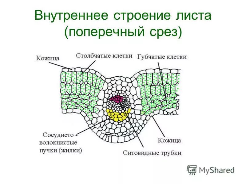 Angiosperm Morphology: Stomatal Pits in Lower Epidermis of. Flickr