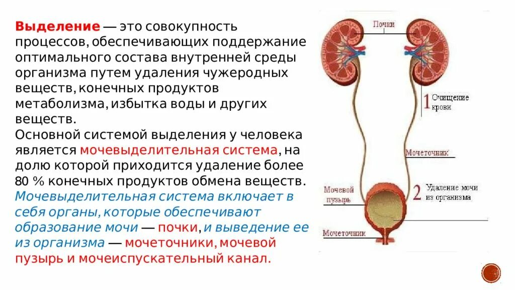 Основной орган мочевыделительной системы человека. Органы выделительной системы мочевой пузырь. Система мочевыделения строение функции почек. Мочевая система человека строение и функции кратко. Выделительная функция строение.