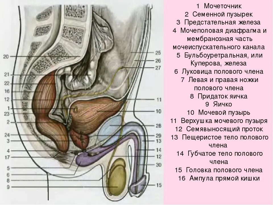 Сагиттальный разрез мужского таза анатомия. Строение мужских половых органов. Половые органы мужчины анатомия. Структура мужского полового органа.