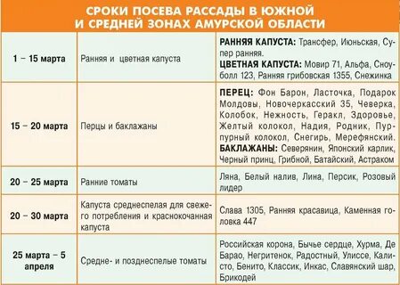 Время сеять капусту: советы по выращиванию рассады от эксперта ТЕЛЕПОРТ.РФ Дзен