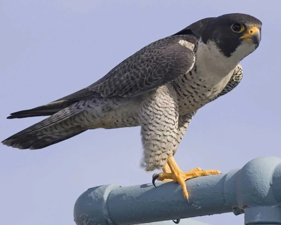 Как называется сапсан. Сокол сапсан. сапса́н falco peregrinus. сокол сапсан птица. хищные птицы сокол сапсан.