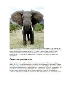 Чем отличается индийский слон от африканского слона