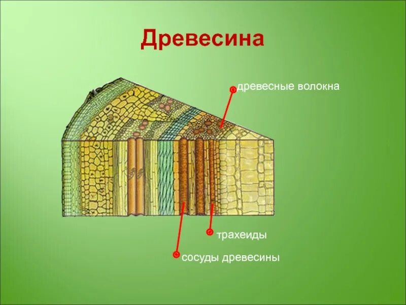 Какие клетки входят в состав древесины. Что такое трахеиды у стебля древесины. образовательная ткань камбий сосуды древесины. строение древесины трахеиды. строение стебля ксилема.