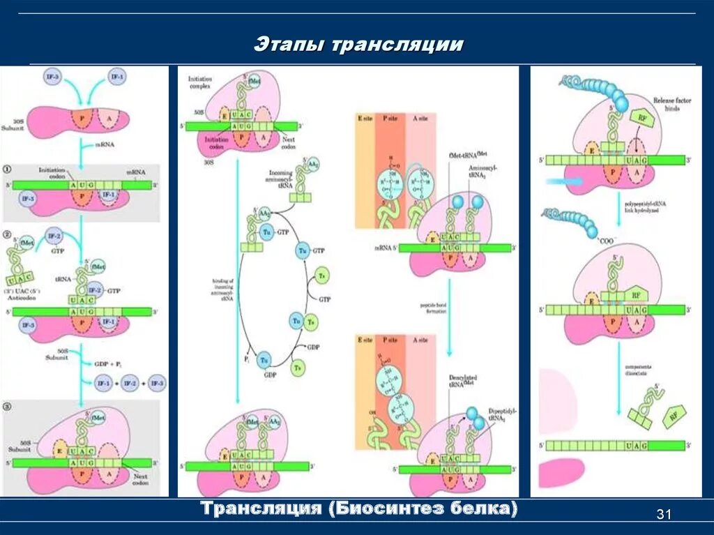 Схема трансляции белка биохимия. Трансляция этапы синтеза белка биохимия. Стадии трансляции биохимия схема. Этап инициации биосинтеза белка. Первый этап трансляции