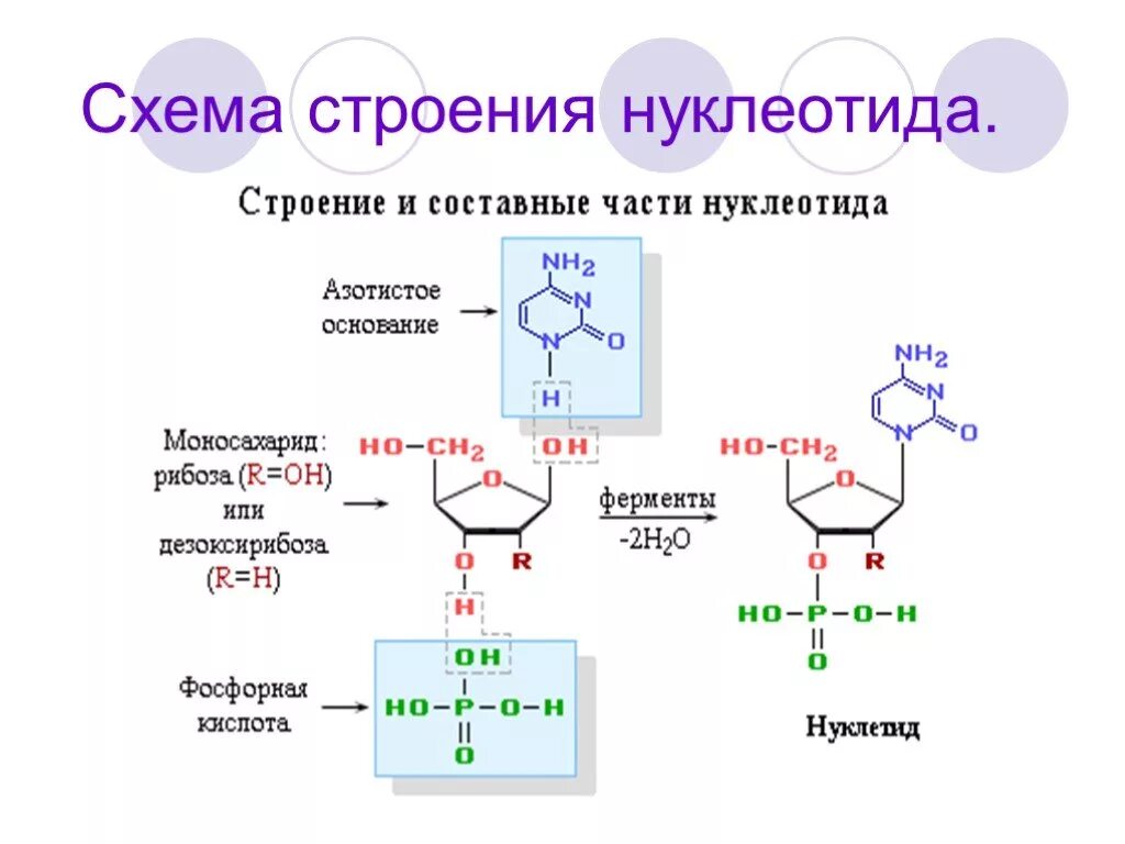 Составные части нуклеотида. Схема нуклеотида общая формула. Схема строения нуклеотида. Нуклеиновые кислоты схема строения нуклеотида.