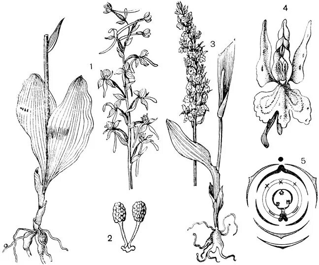 Диаграмма цветка хвойных растений. Любка двулистная Ботаническая иллюстрация. Любка двулистная схема. Орхидные диаграмма цветка. Любка двулистная формула цветка.