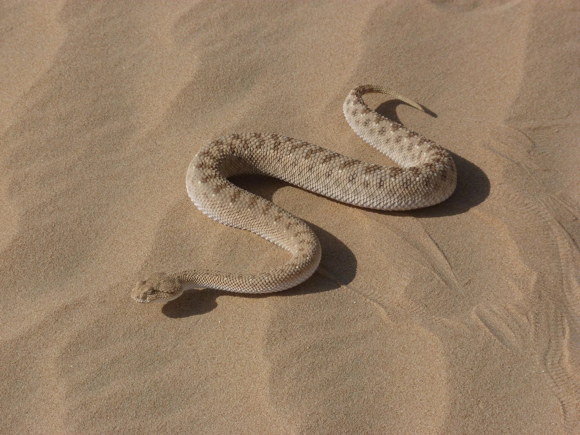 Пустынная гадюка земляная змея. Песчаная Эфа змея. Египетская Песчаная Эфа. Песчаная Эфа (Echis carinatus). Песчаная Эфа альбинос.