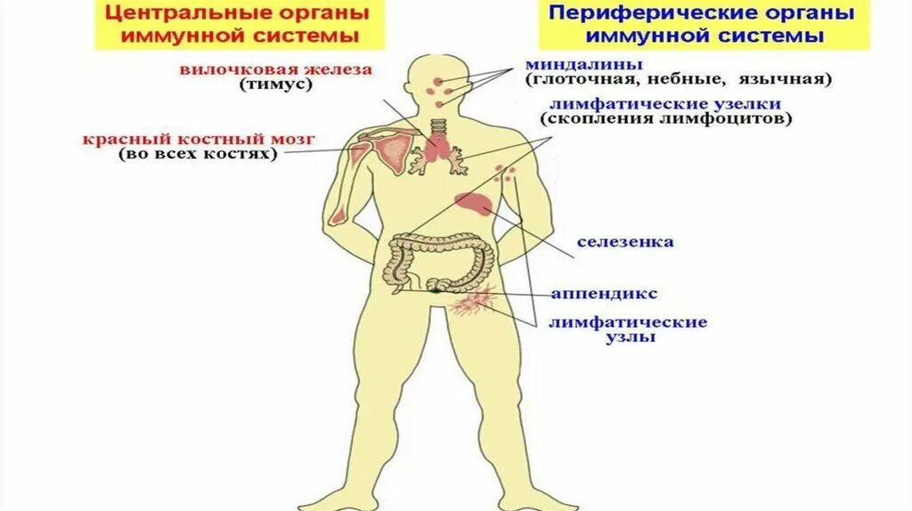 К периферическим иммунным органам относятся. Иммунная система Центральная и периферическая схема. Строение и функции центральных органов иммунной системы. Центральные и периферические органы иммунитета и их функции. Периферические органы иммунной системы и их функции.