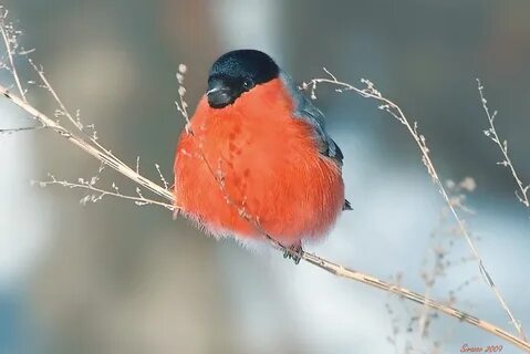 Покажи фотку снегиря