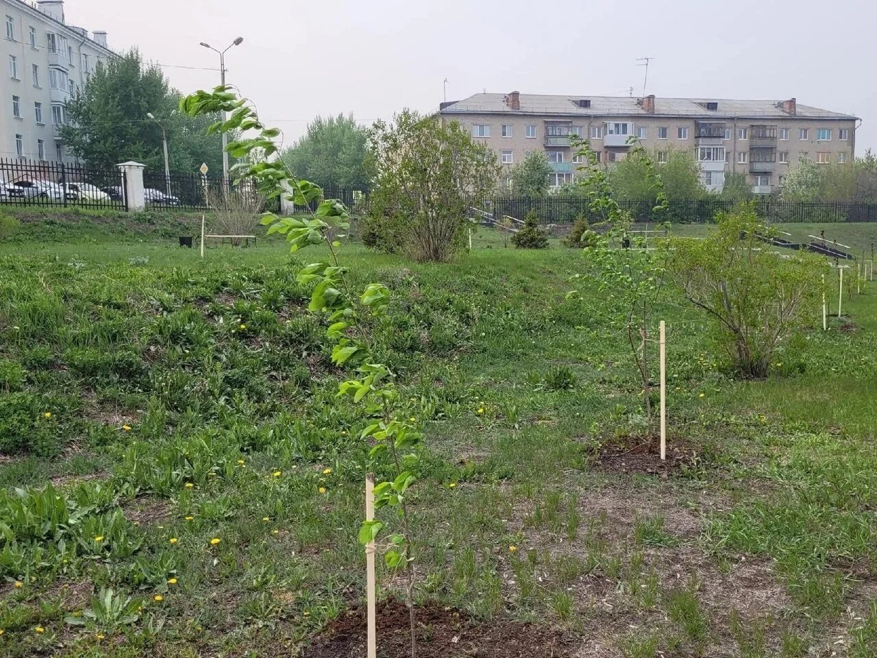 Агромаркет саженцы плодовых деревьев. Саженцы картинки. Саженцы в каменске уральском. Аллея славы комрат. Саженцы в каменске уральском.