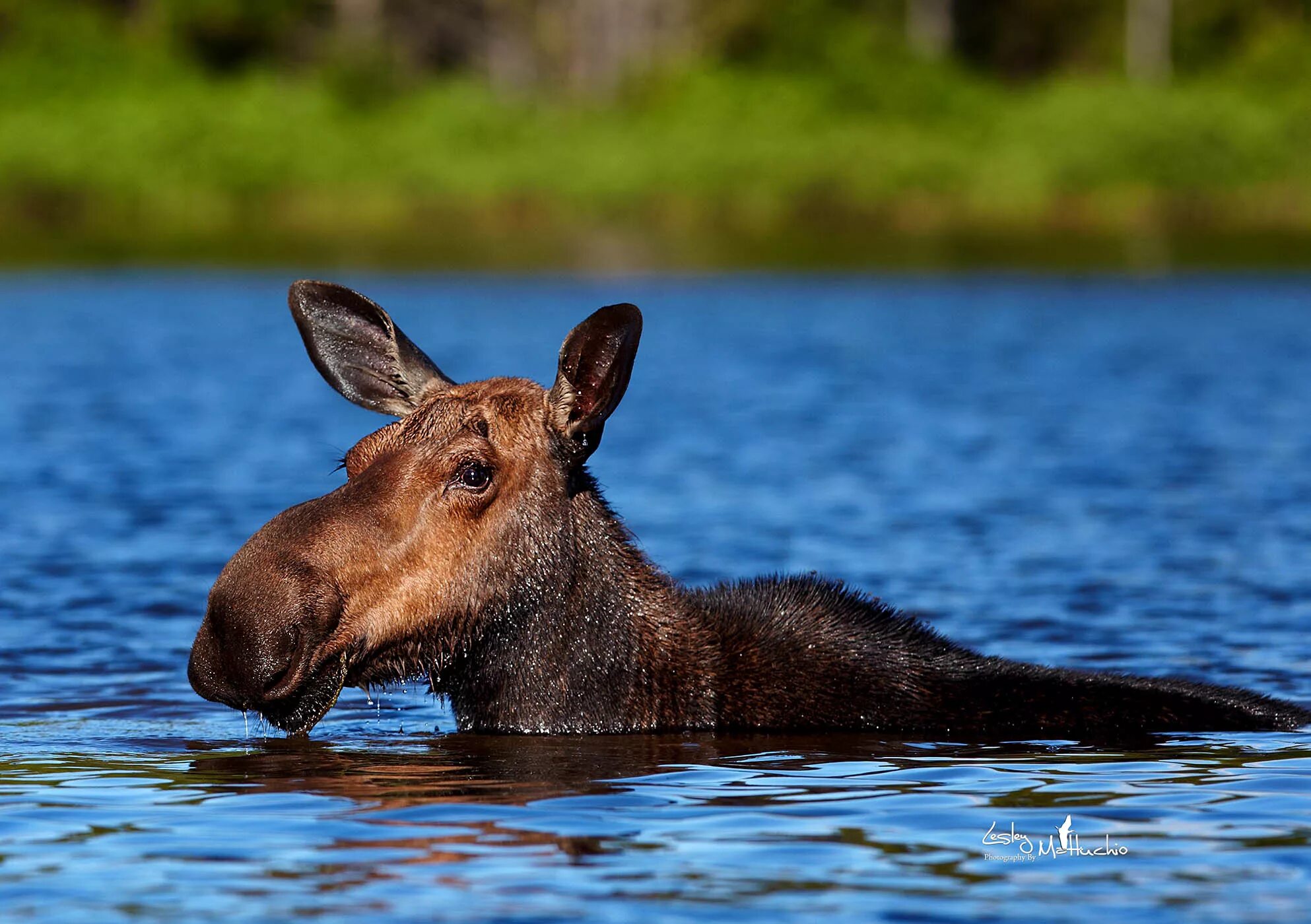 исторические рыбы. рыба рогач. рыба лось. рыба олень. сохатый рыба.