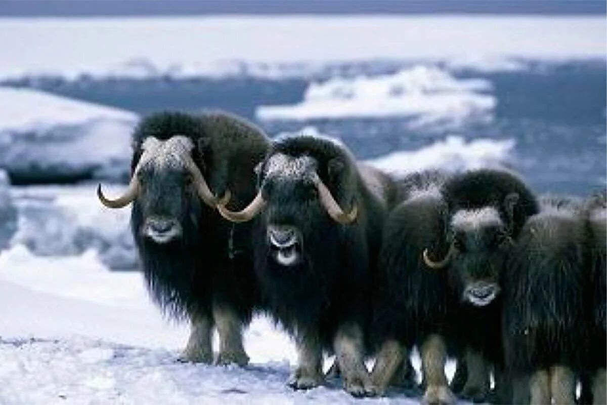 Овцебык в арктике. Овцебык и бизон. Мускусный овцебык. Овцебык в арктике. Овцебык в северной америке.