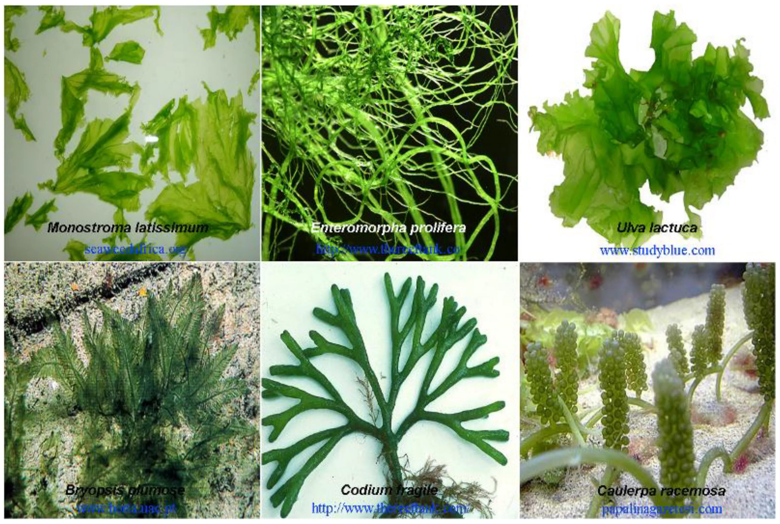 Зеленые водоросли Chlorophyta. Chlorophyta отдел зелёные водоросли. Ульва и кладофора. Ульва продырявленная. 3 названия водорослей