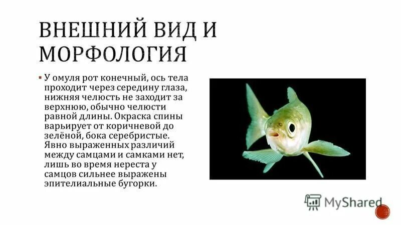 приспособления к среде байкальского омуля. в чем выражается приспособленность байкальского омуля. относительность приспособления у байкальского омуля. голомянка байкальская доклад. относительность приспособленности байкальского омуля.