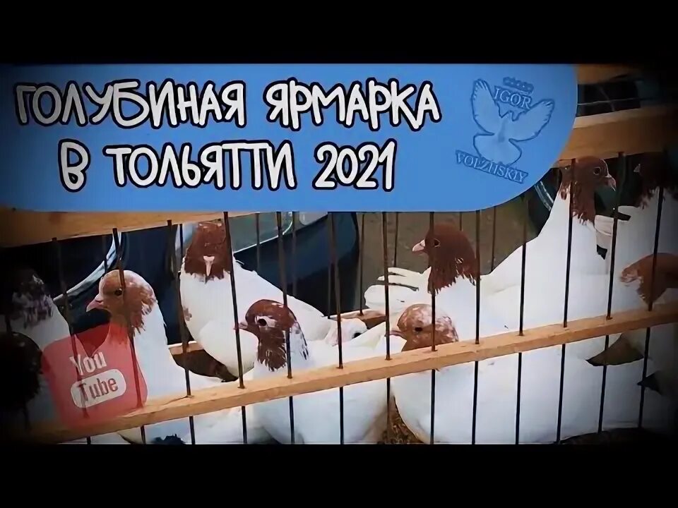 Выставки,ярмарки Голубей на Донбассе ( 2022-2023г) - YouTube