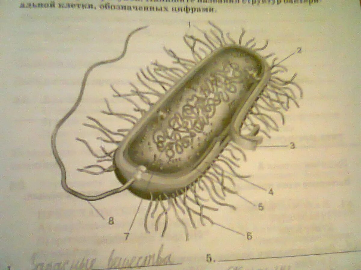Бактерии биология строение. Строение бактериальной клетки 5 класс. Строение бактериальной клетки 7 класс биология. Названия структур бактериальной клетки обозначенных цифрами. Строение клетки бактерии 7 класс